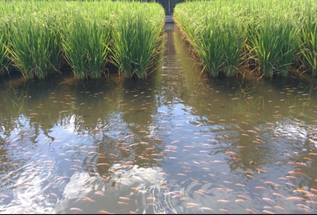 rice fish farming